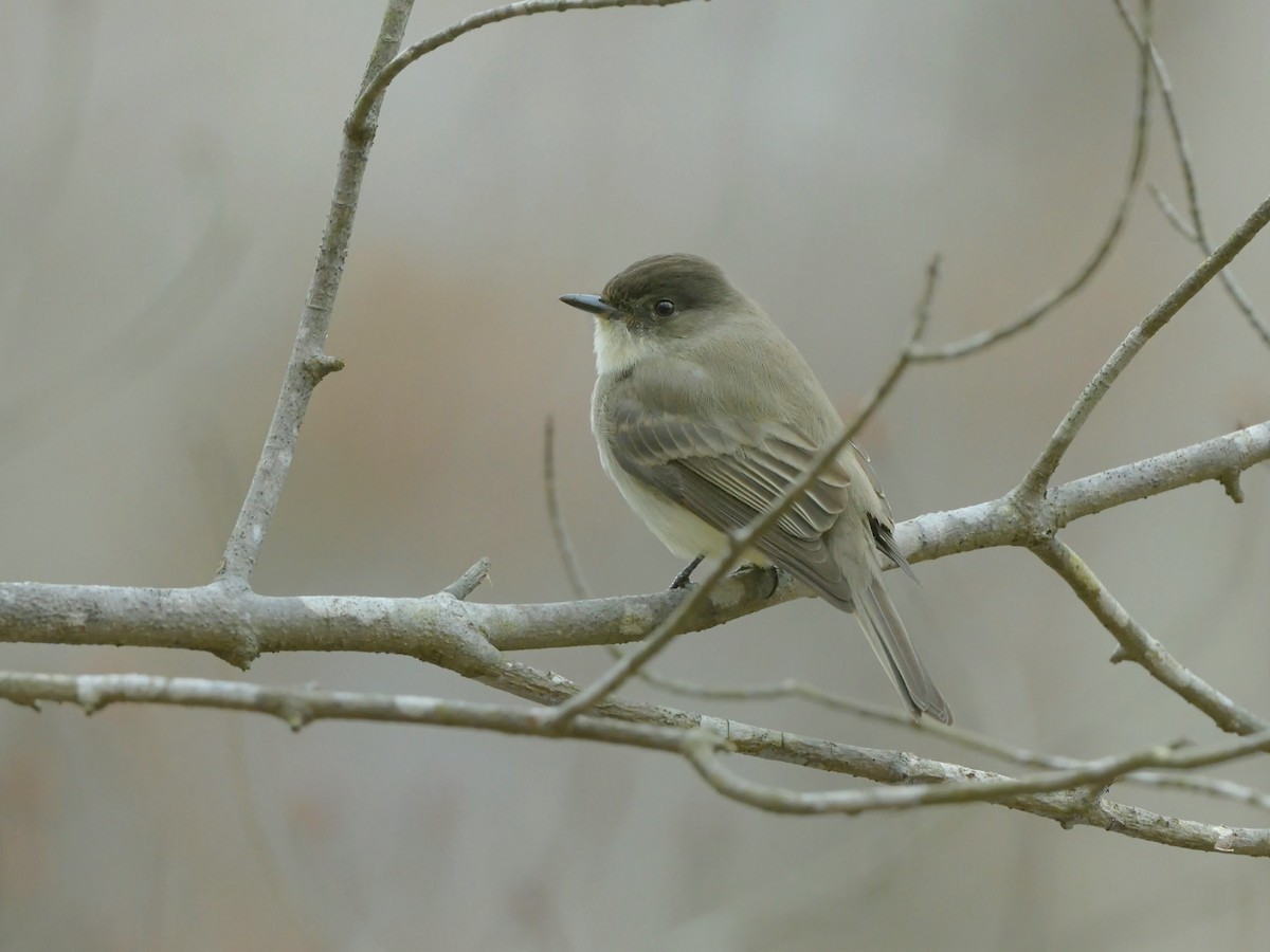 Eastern Phoebe - ML535743761