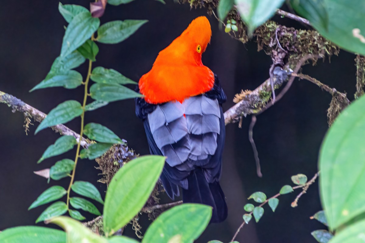 Andean Cock-of-the-rock - ML535743921