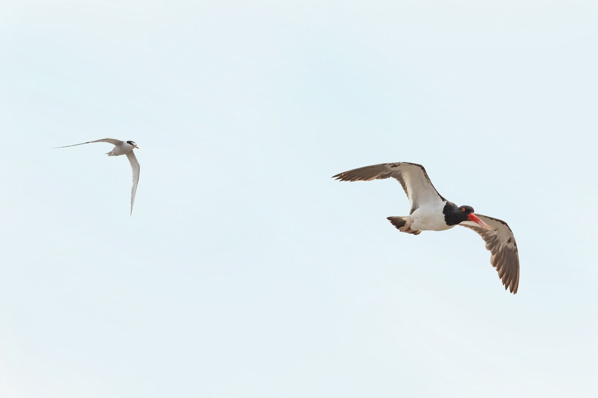 Peruvian Tern - ML535744181