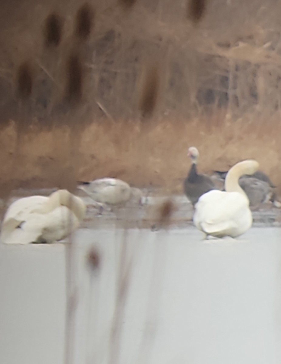 Snow Goose - ML535745431