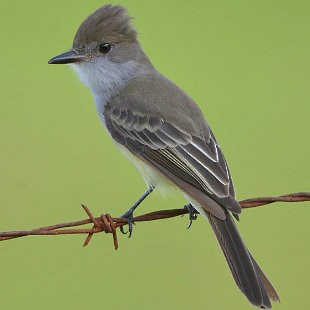 Brown-crested Flycatcher (South American) - ML535747171