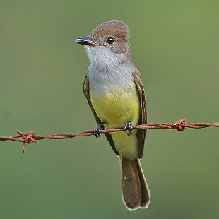 Brown-crested Flycatcher (South American) - ML535747181