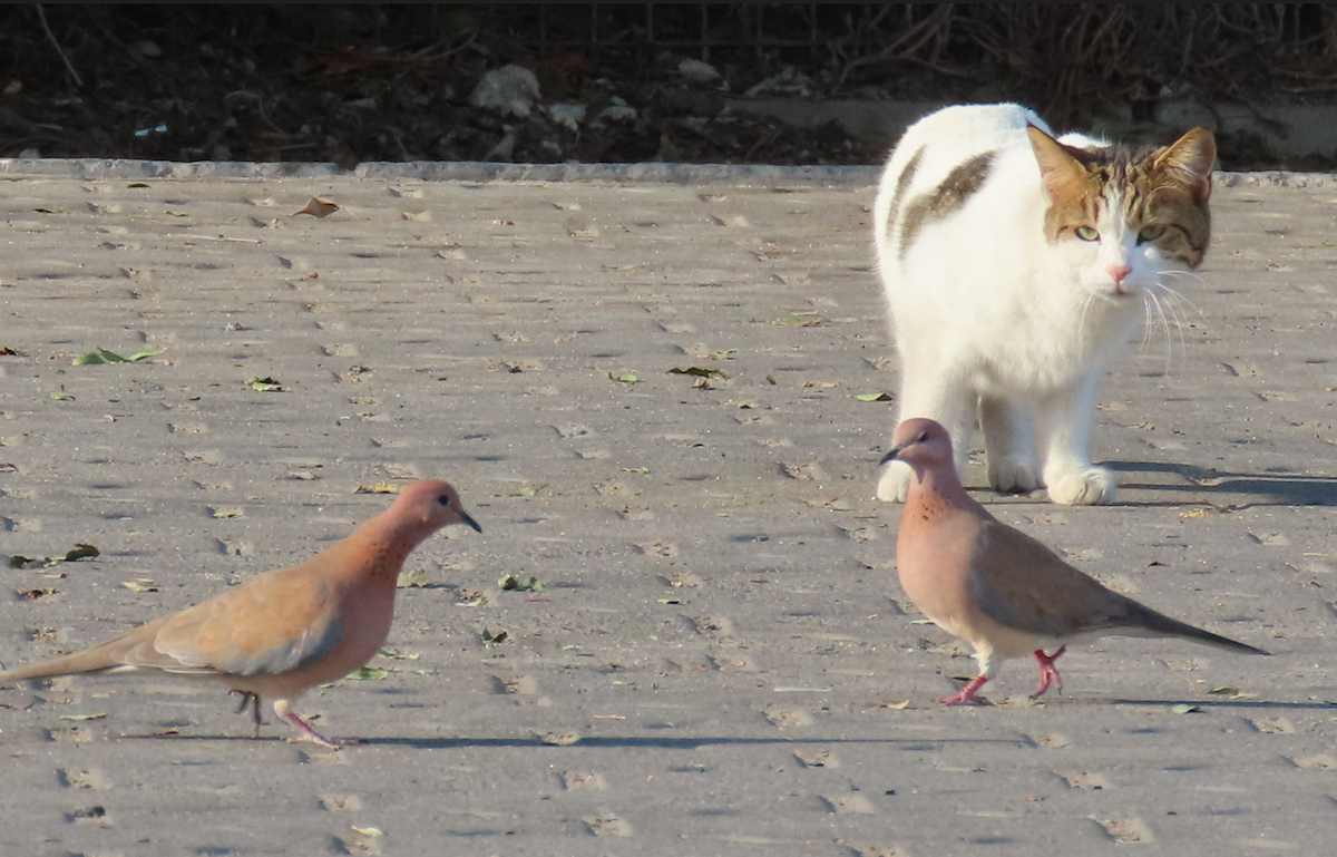 Laughing Dove - ML535748041