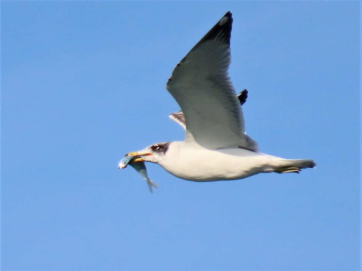 Pallas's Gull - ML535748081