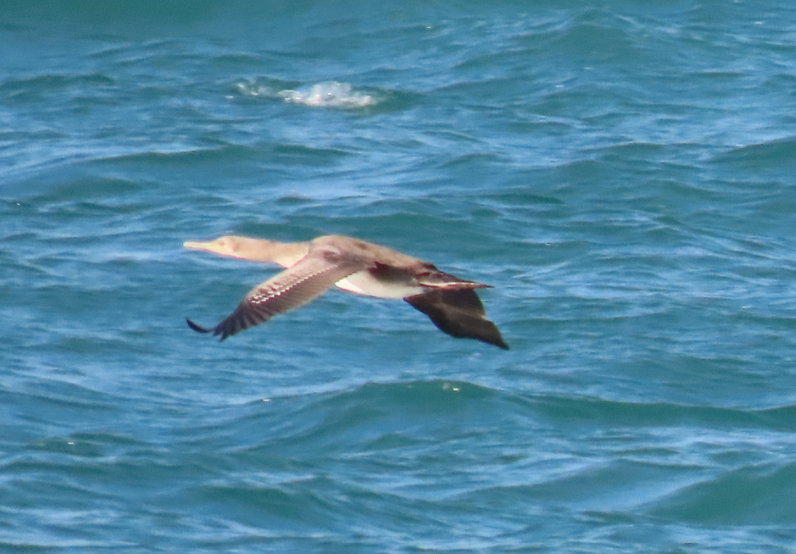 Socotra Cormorant - ML535748111