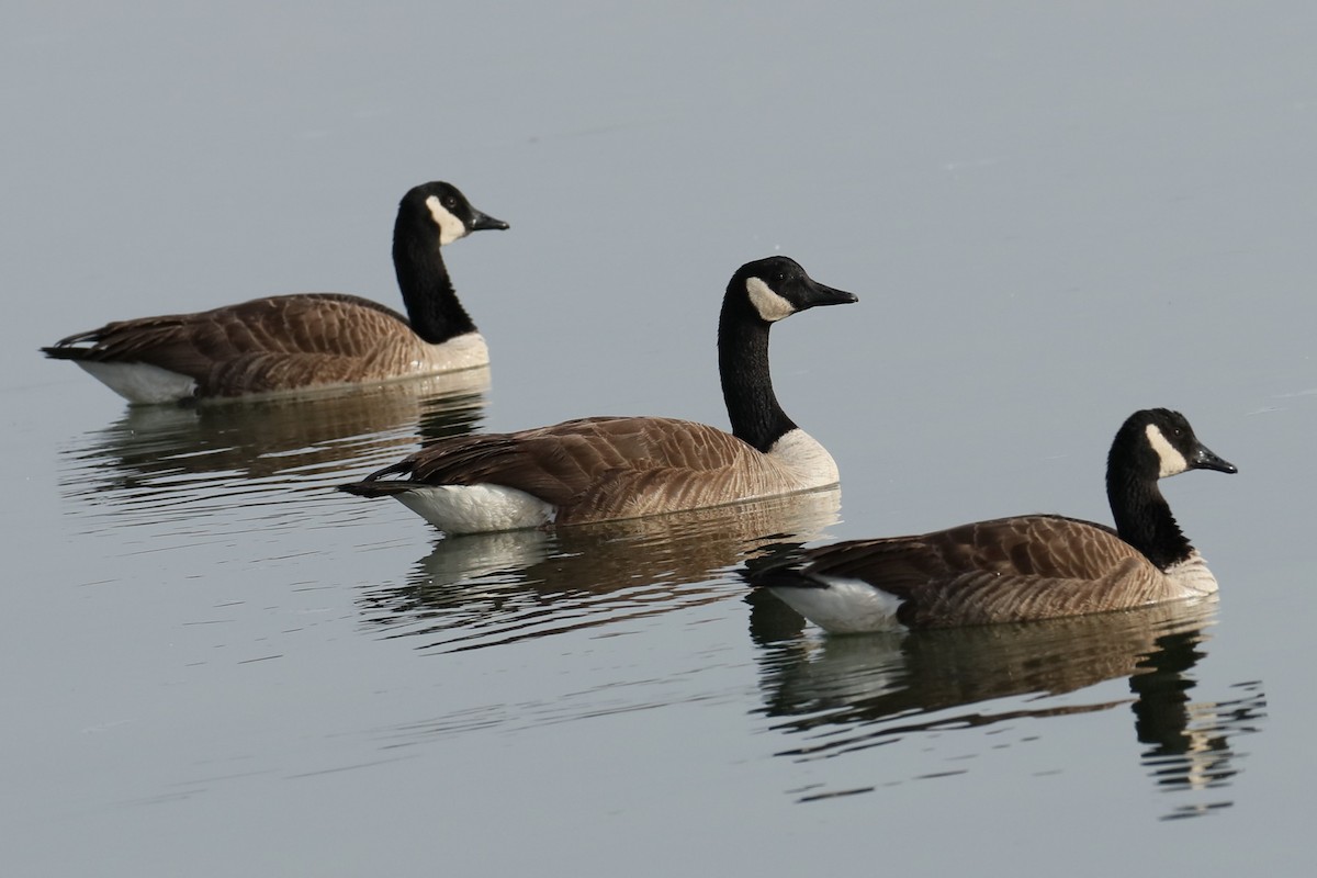 Canada Goose - michael vedder