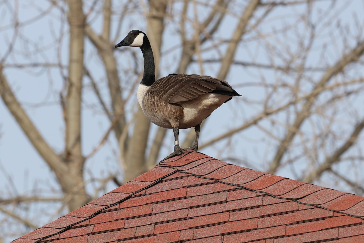 Canada Goose - michael vedder