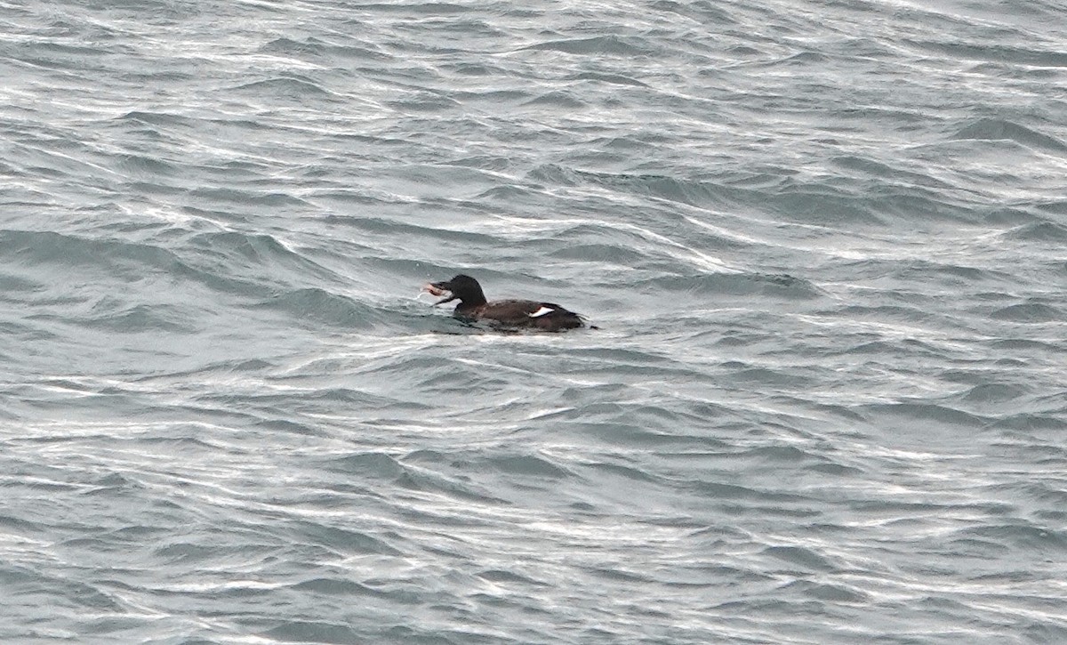 White-winged Scoter - ML535748311