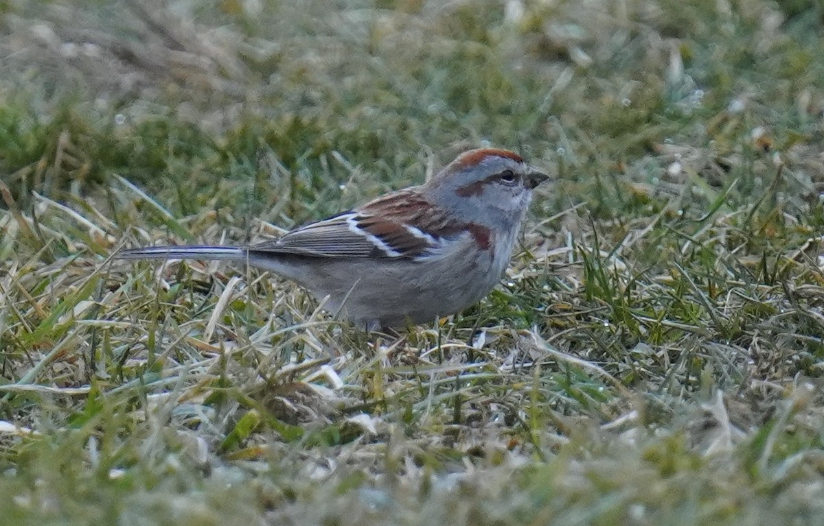 American Tree Sparrow - ML535748561