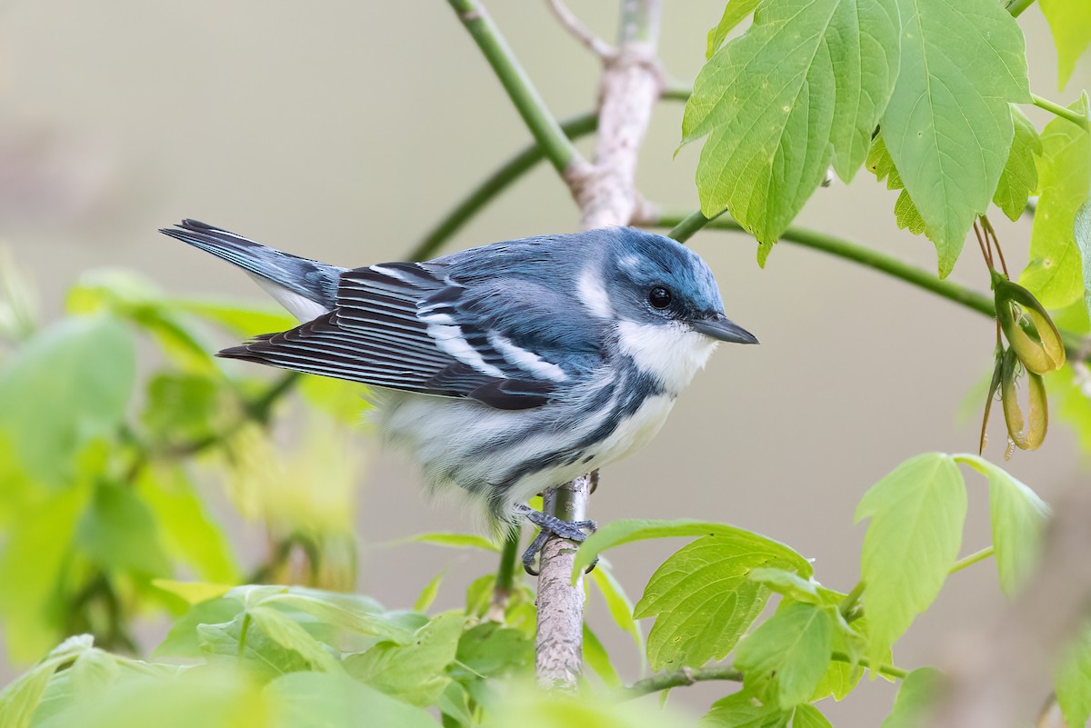Cerulean Warbler - ML535748821