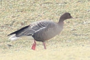 Pink-footed Goose - ML535749421