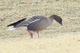 Pink-footed Goose - ML535749511