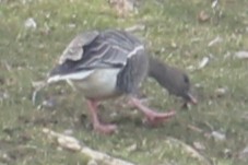 Pink-footed Goose - ML535749561
