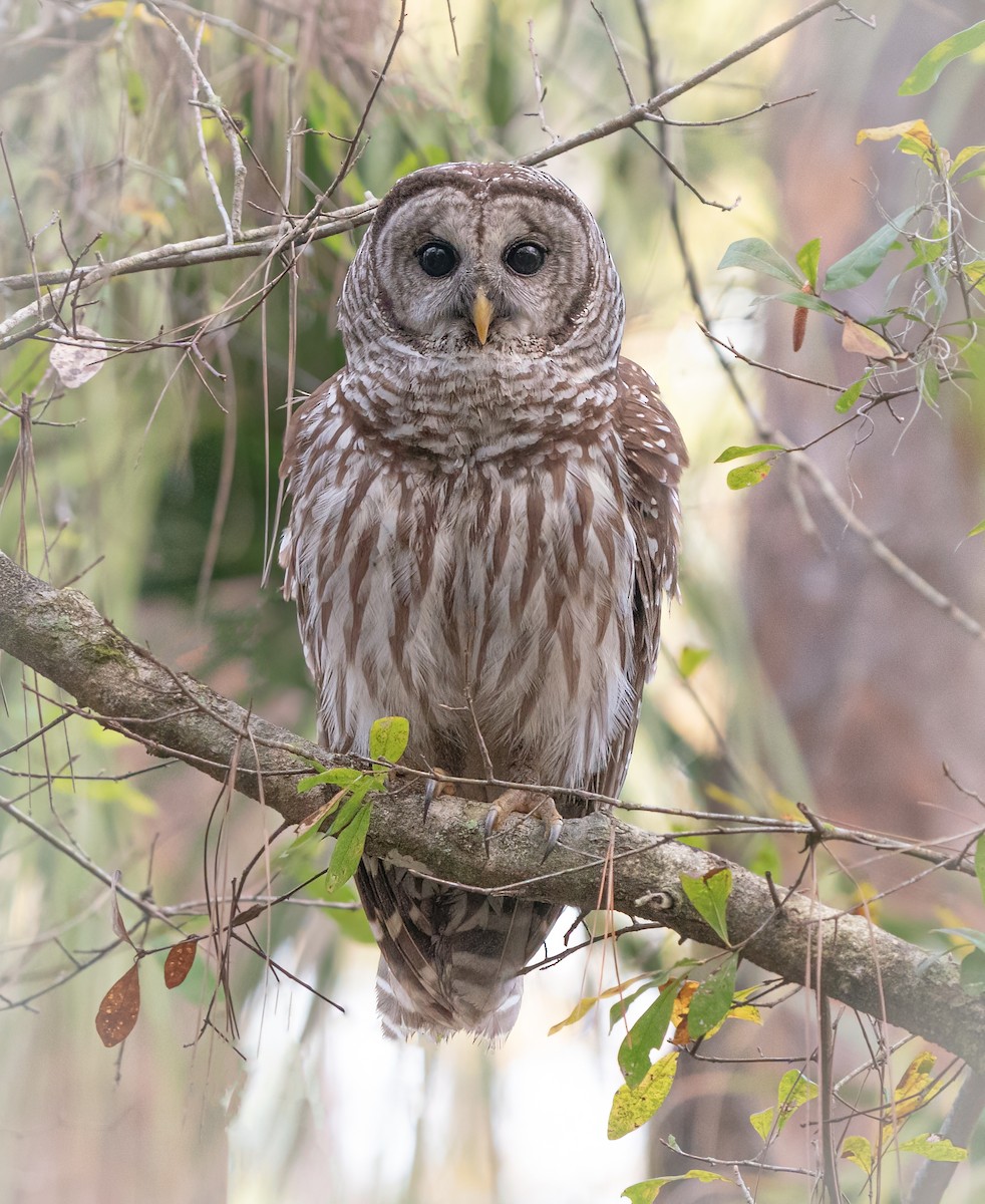 Barred Owl - ML535750571
