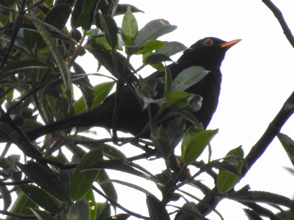 Glossy-black Thrush - ML535750611