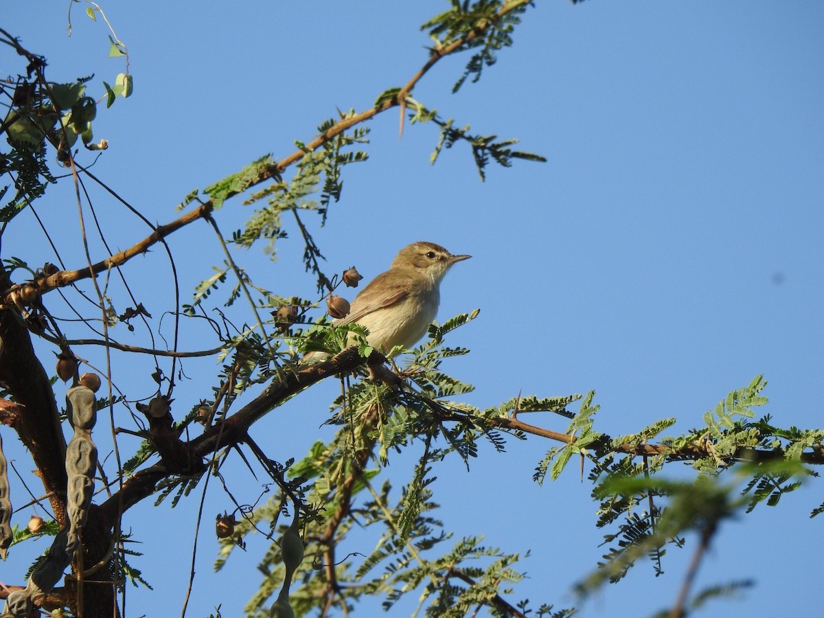Booted Warbler - ML535751091
