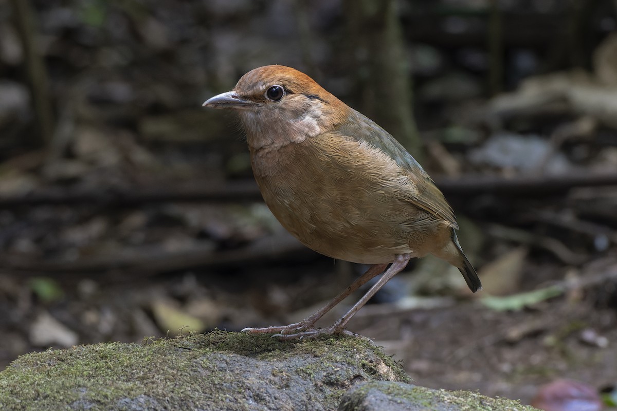 Rusty-naped Pitta - Jeff Maw
