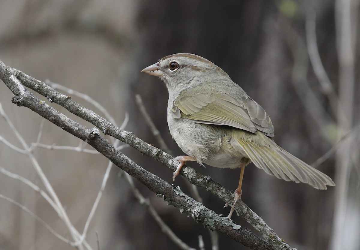 Olive Sparrow - ML535751731