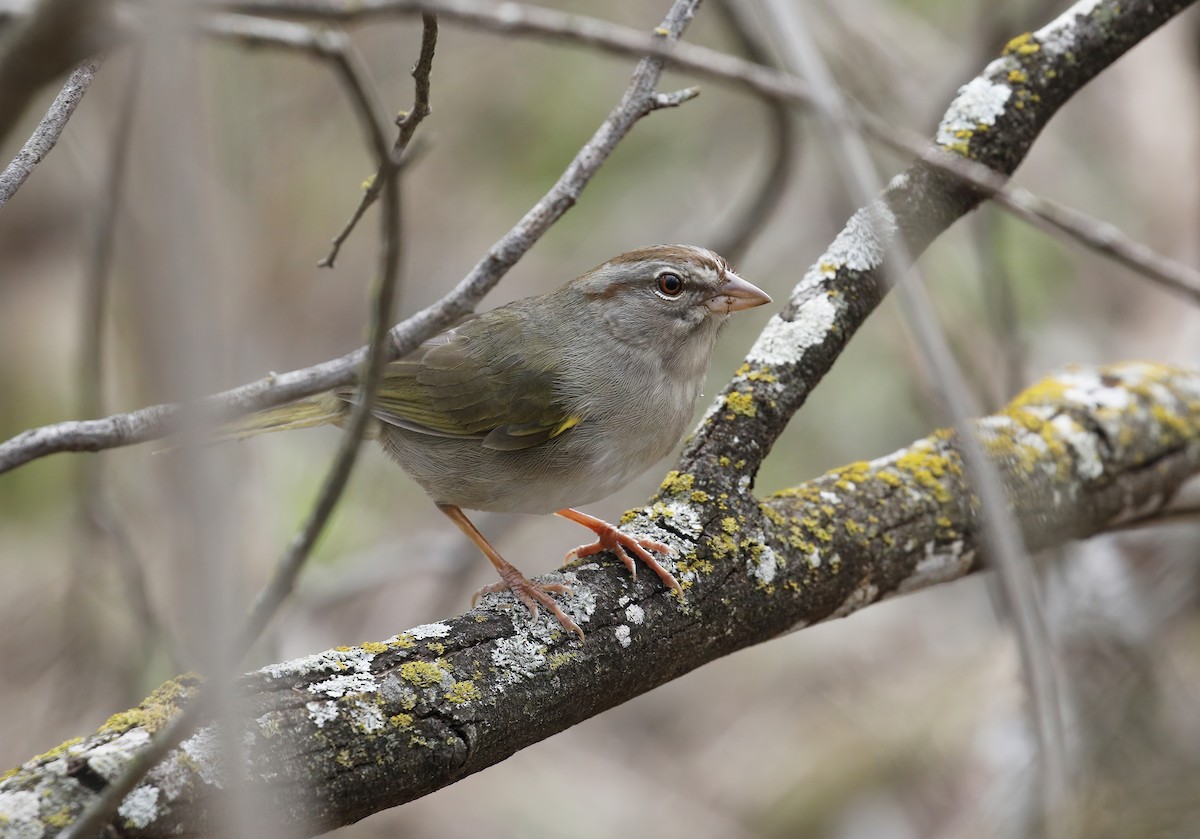 Olive Sparrow - ML535752351