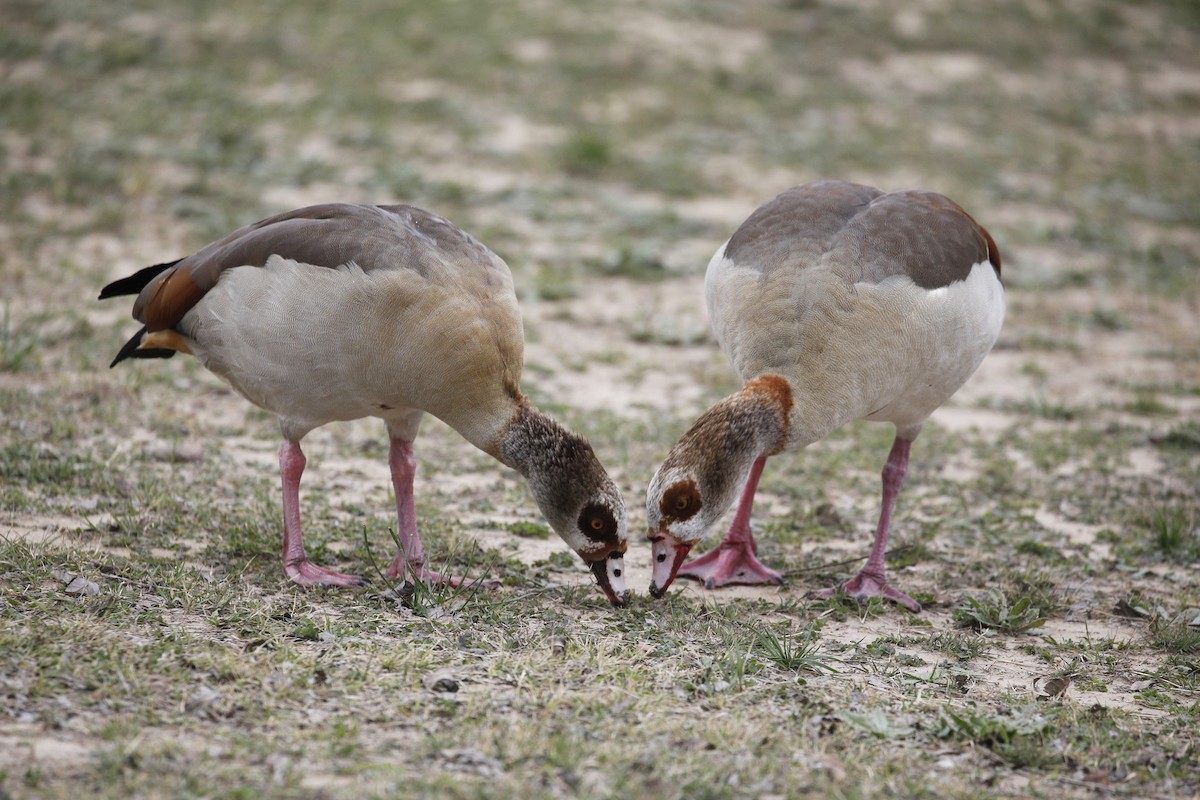 Egyptian Goose - ML535753271