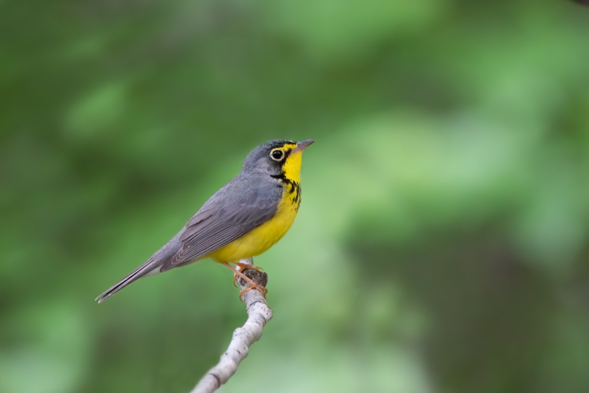 Canada Warbler - ML535753411