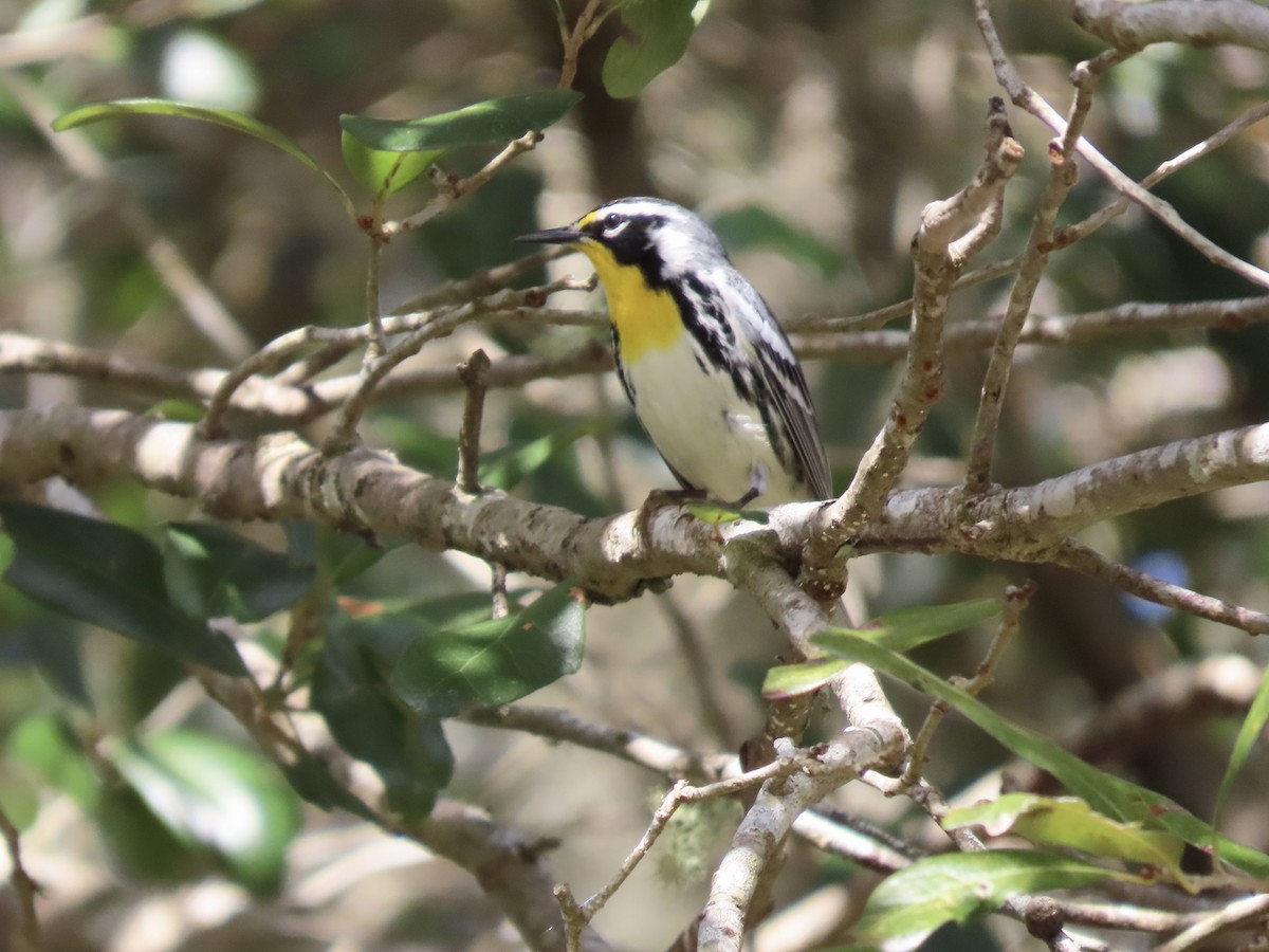 Yellow-throated Warbler - ML535753491