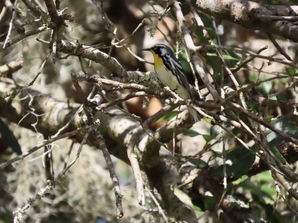 Yellow-throated Warbler - ML535753501