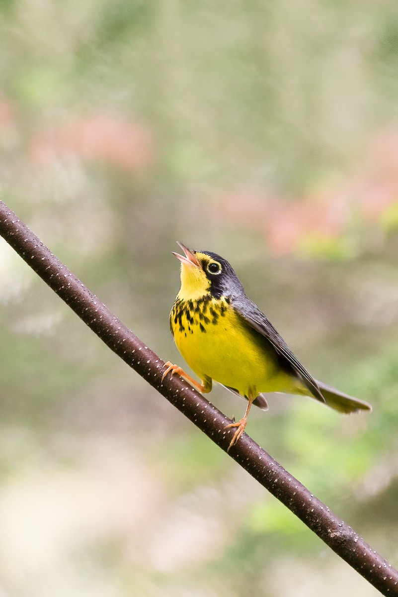Canada Warbler - ML535753911