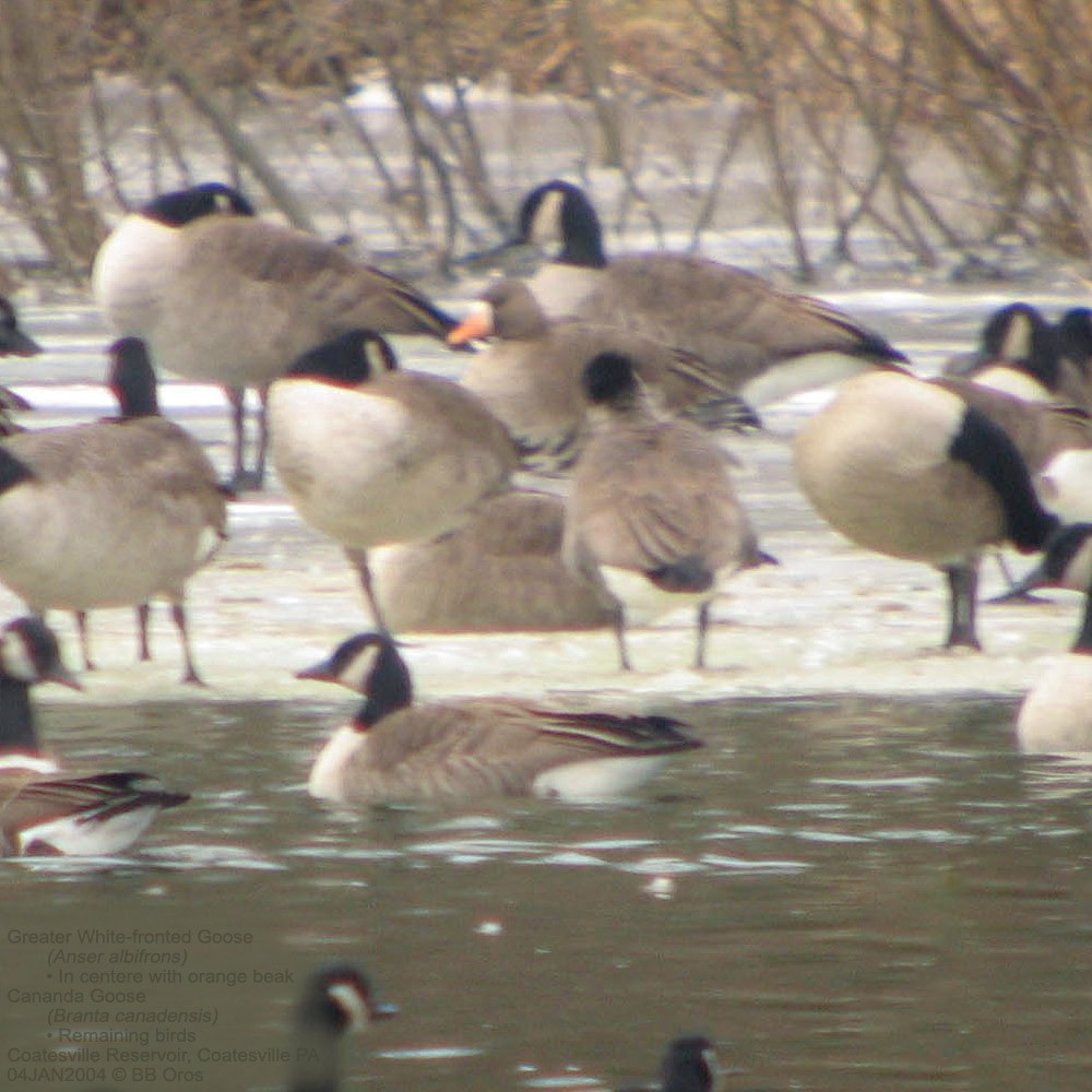 Greater White-fronted Goose - ML535754571