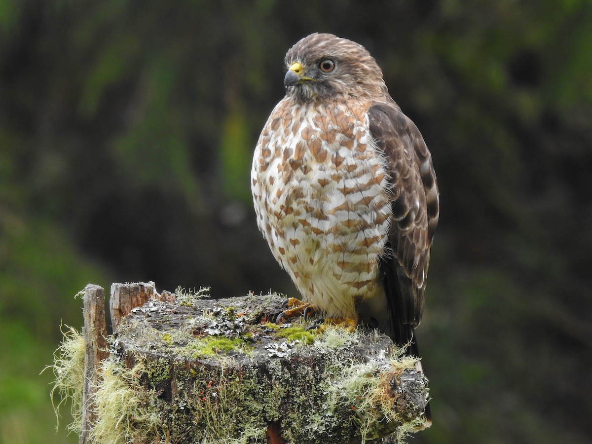 Broad-winged Hawk - Jhon Velasquez