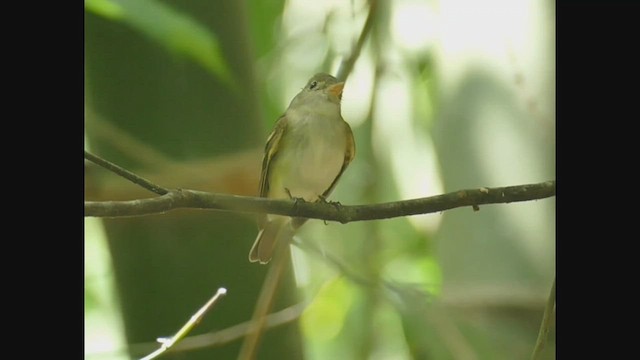 Acadian Flycatcher - ML535755861