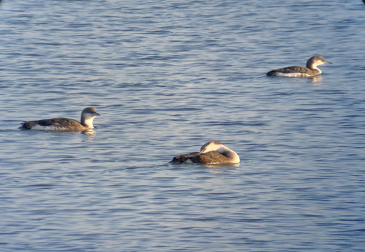 Arctic Loon - loick larvol