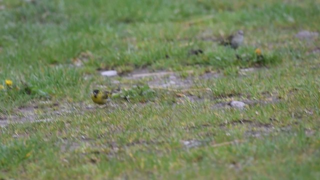 Eurasian Siskin - ML535756971