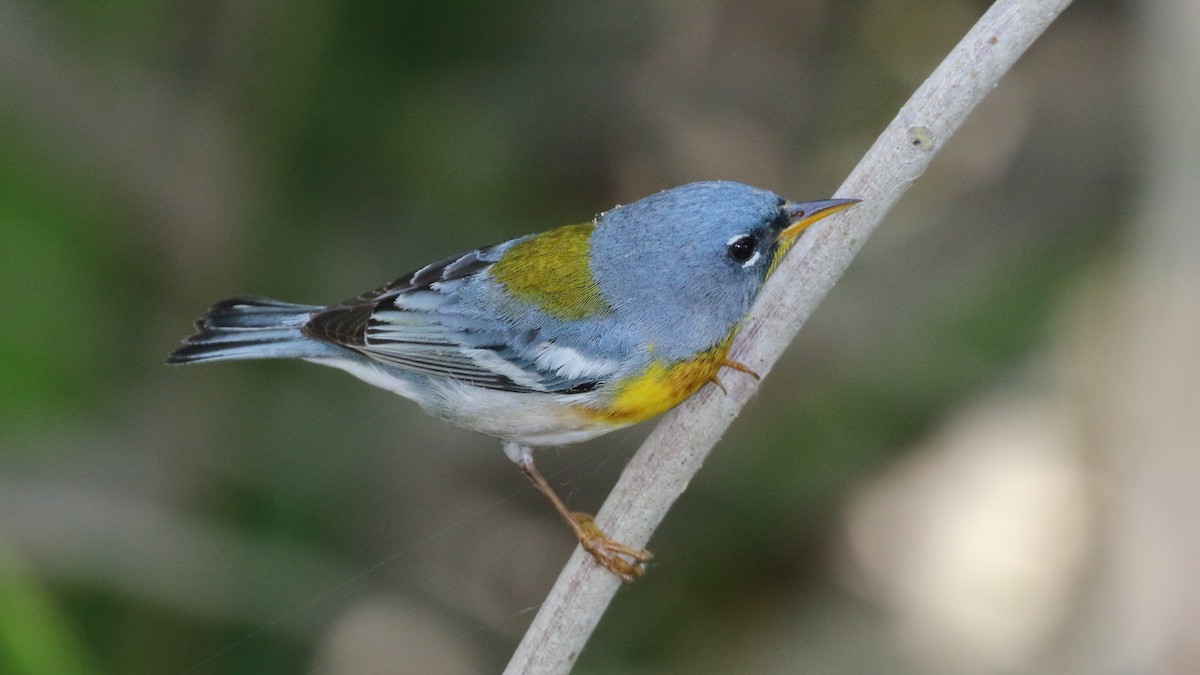 Northern Parula - Curtis McCamy