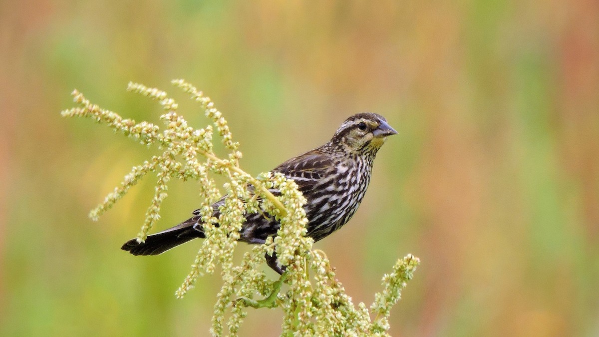 Red-winged Blackbird - ML53575741