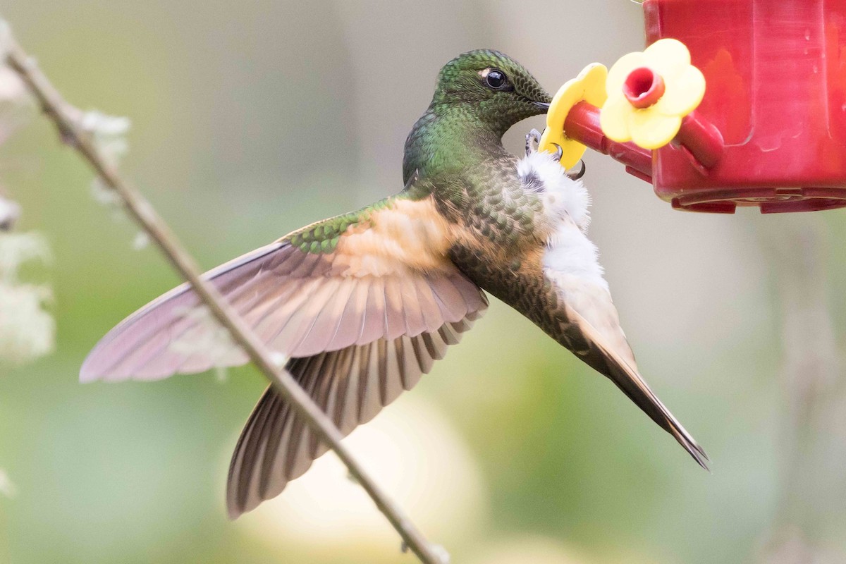 Buff-tailed Coronet - ML535758061