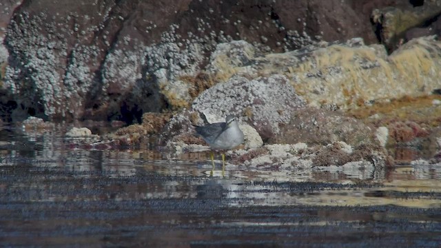 Grauschwanz-Wasserläufer - ML535758111