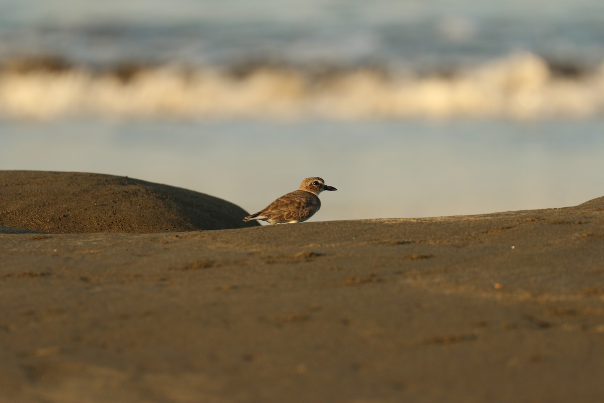 Wilson's Plover - Aurélie  Jambon