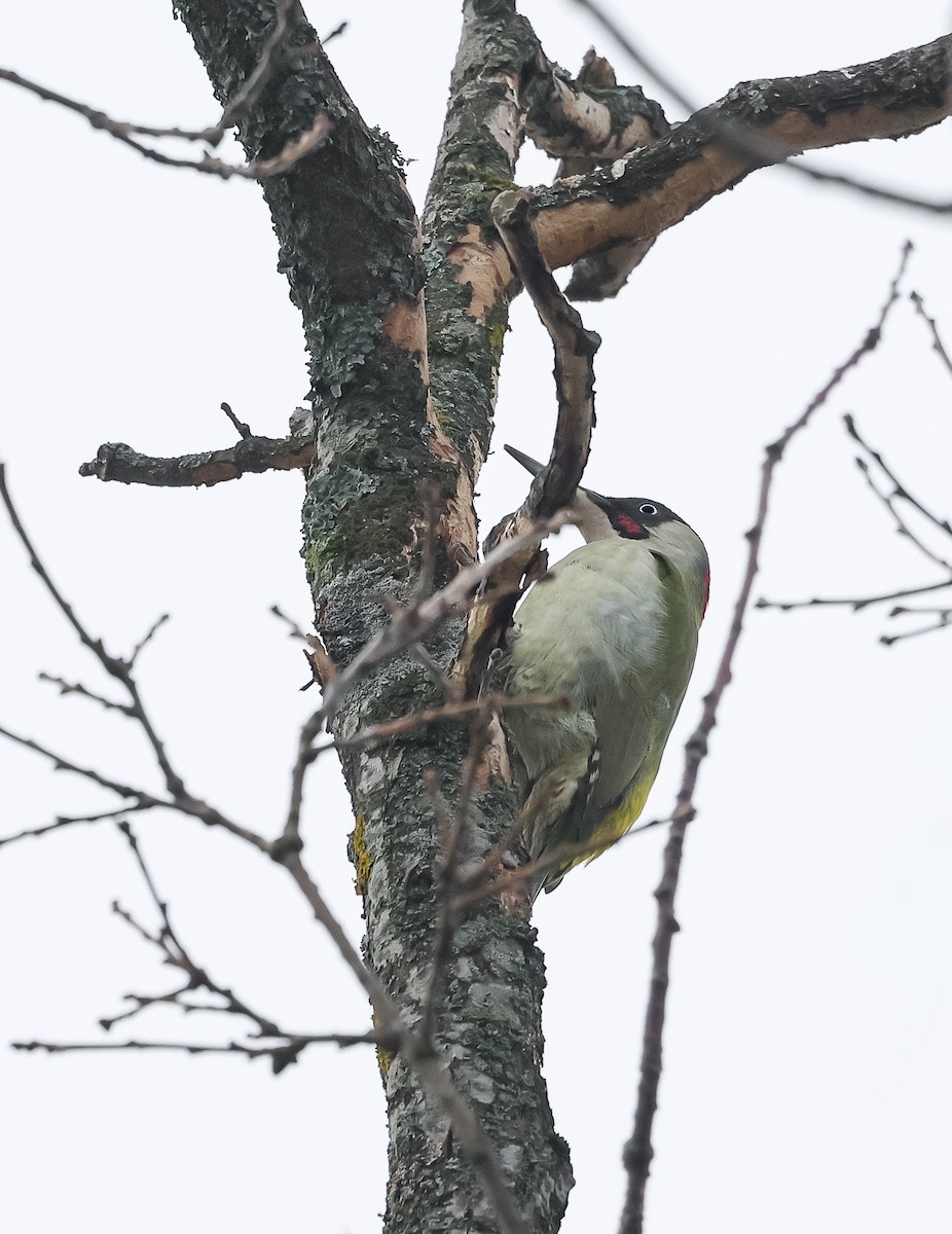 Eurasian Green Woodpecker - Edna Mosand