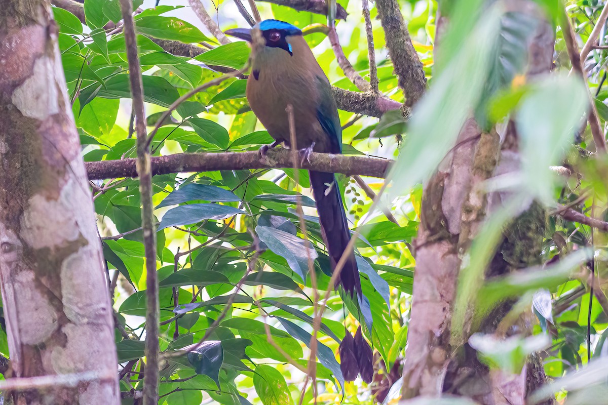 Andean Motmot - ML535759831