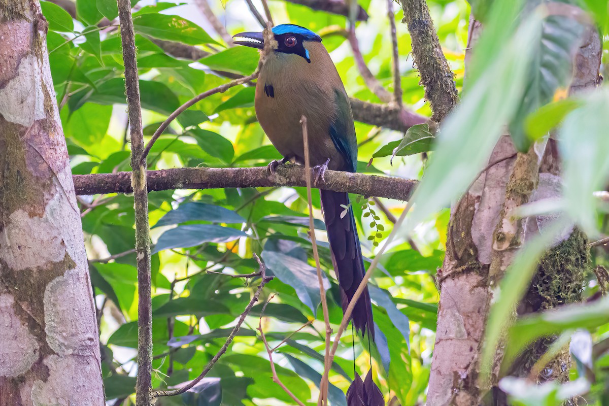 Andean Motmot - Kurt Gaskill