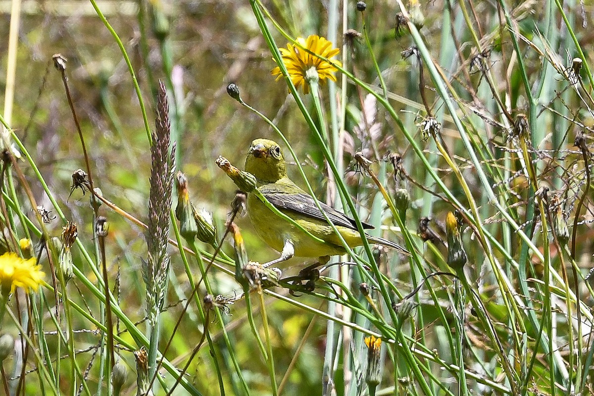 Lesser Goldfinch - ML535759961