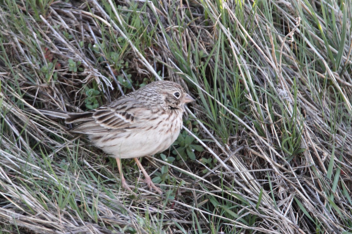 Vesper Sparrow - ML53576091