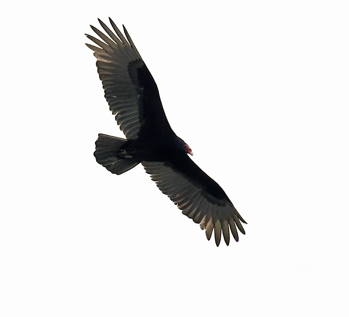 Turkey Vulture - ML535762271