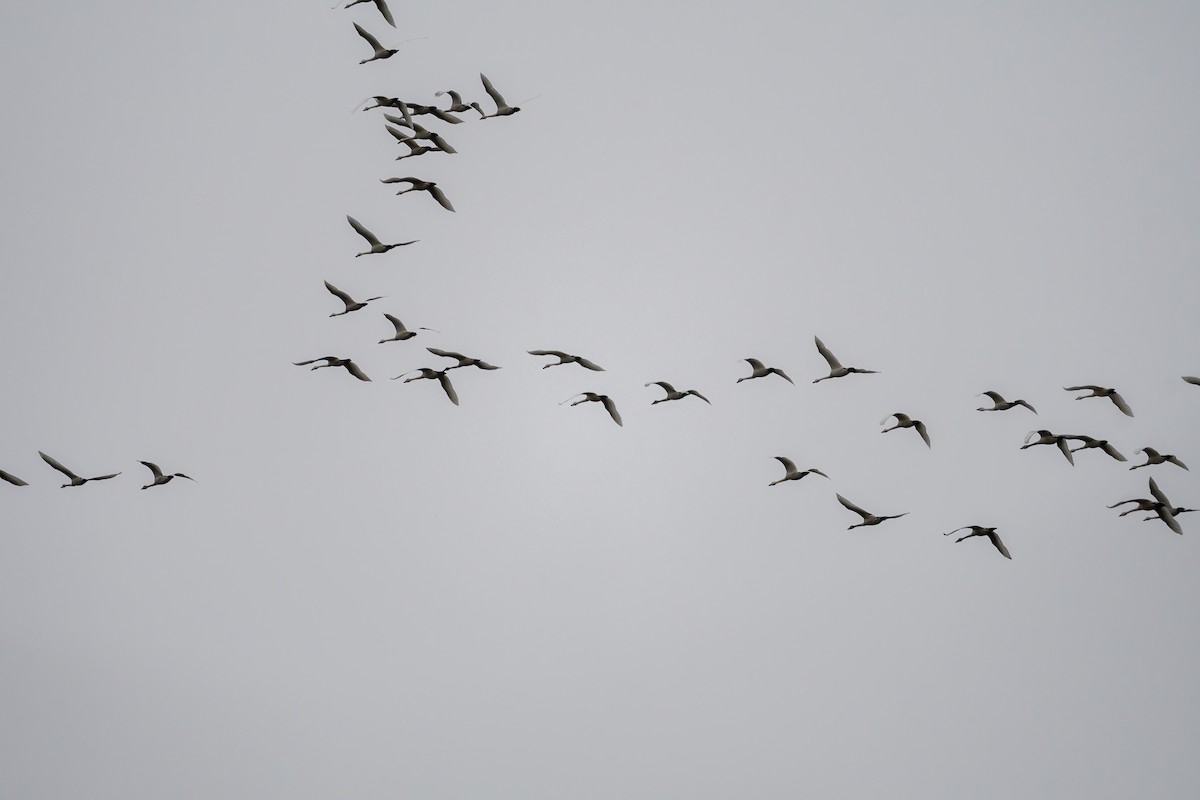 Tundra Swan - ML535763061