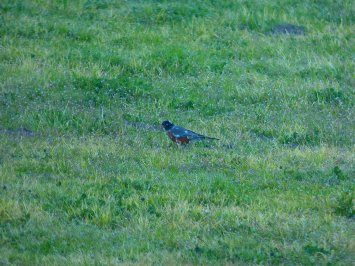American Robin - ML535763121