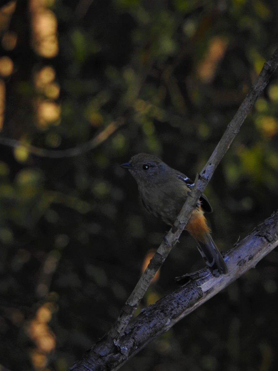 Variable Antshrike - ML535764611