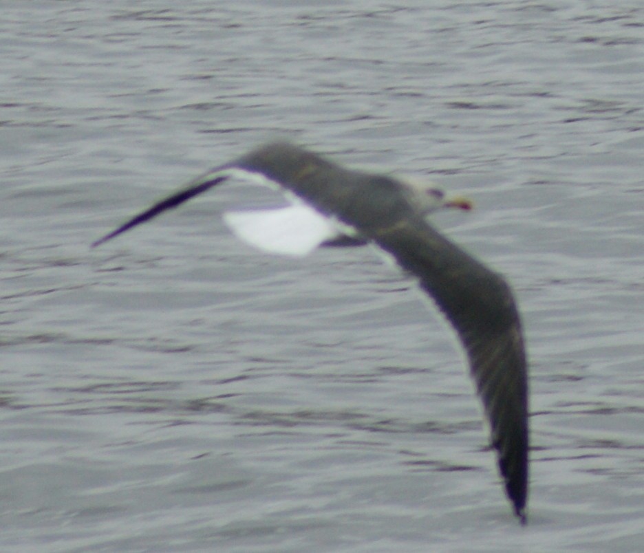 Gaviota Sombría - ML535765171