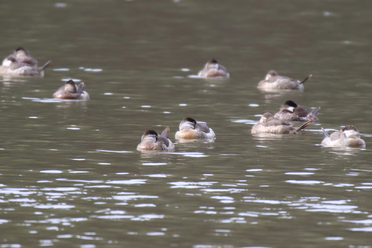 Ruddy Duck - ML535765811