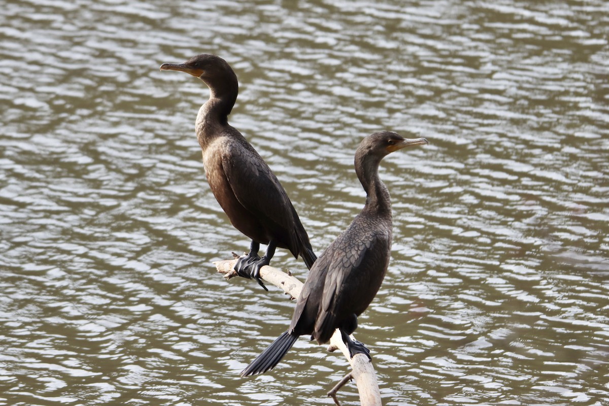 Double-crested Cormorant - ML535765851